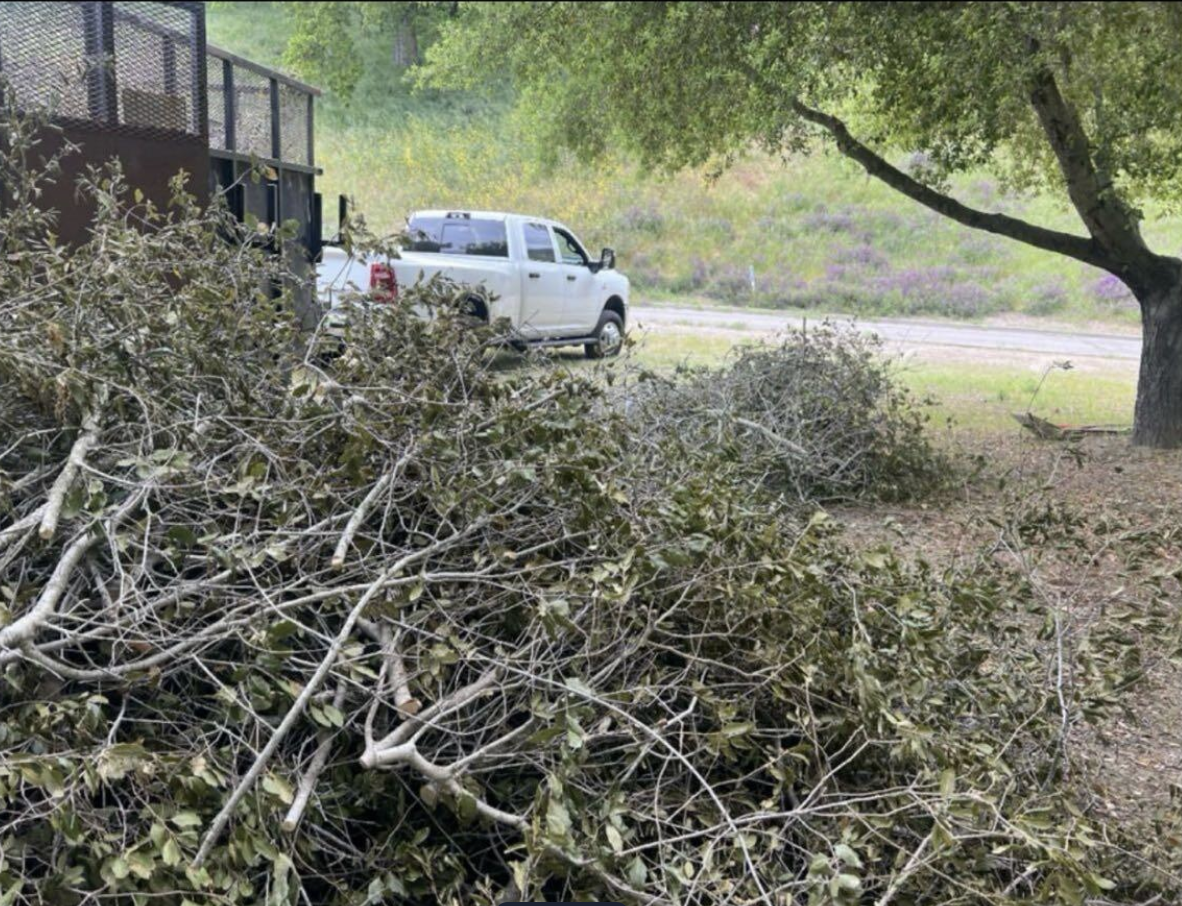 Cutting and clearing trees